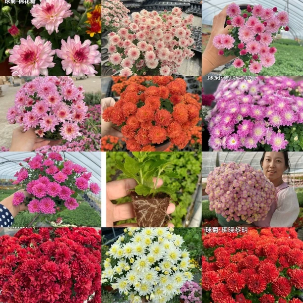 耐寒自动成型球菊6个9个迷你小苗组合品种不同高矮不一