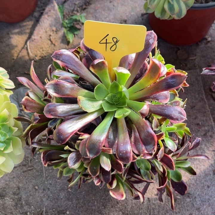 48一颗欧嘉莉法师