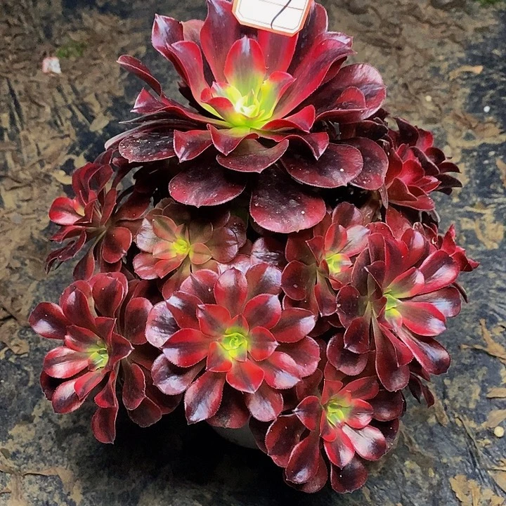 美杜莎老桩捧花7号