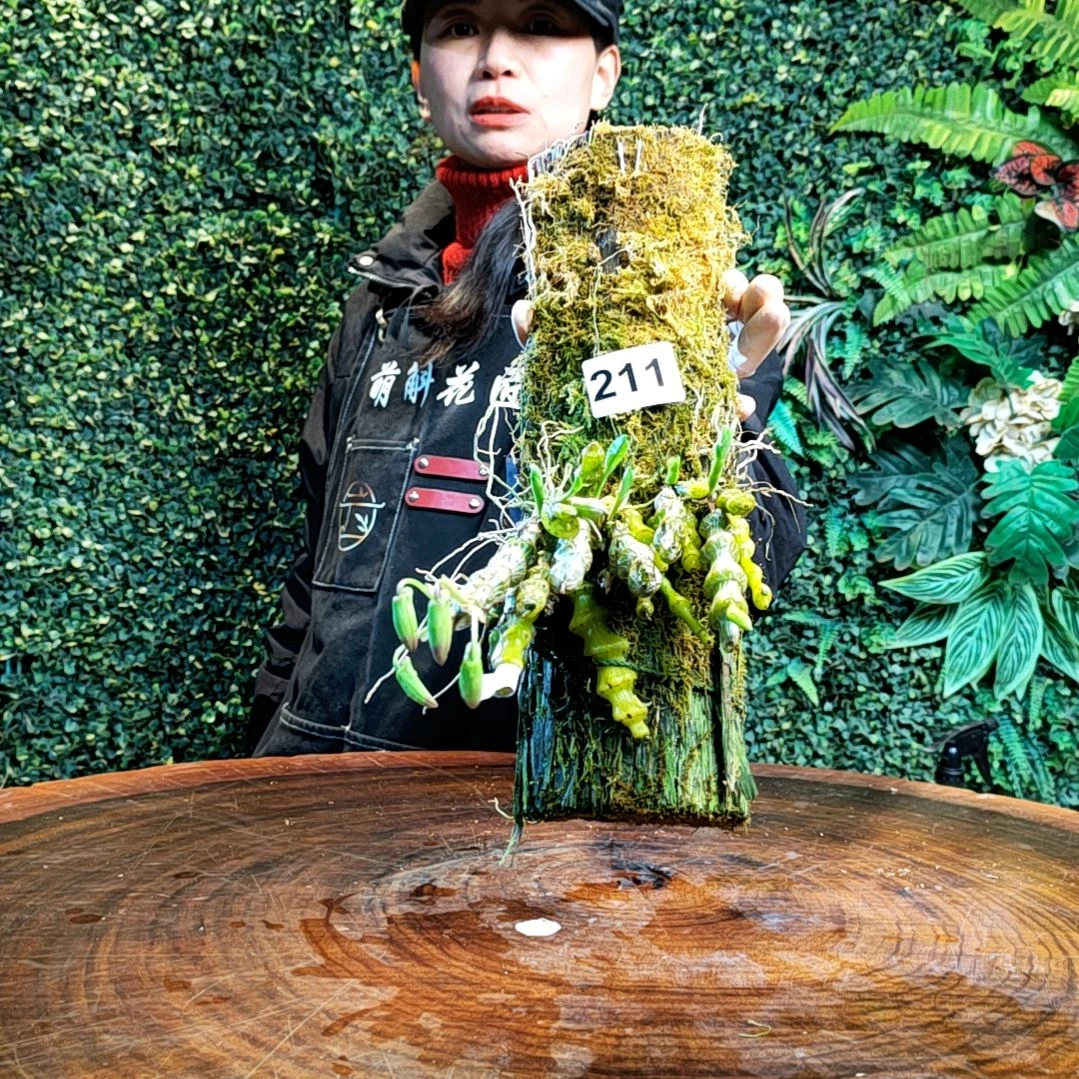 【闪购商品】211肿节花