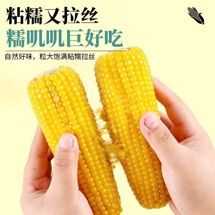 【5斤一箱】25年头茬黄糯玉米粗粮速食软糯拉丝学生早餐