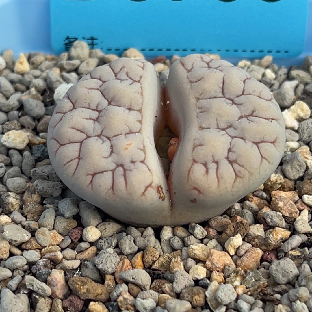 3703凹凸脑纹189一颗