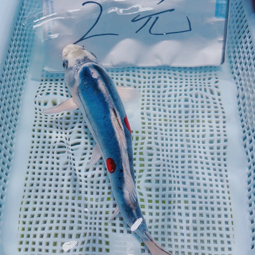 海水鱼锦鲤观赏鱼141