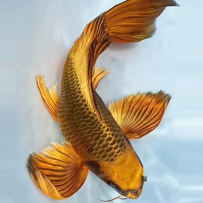 【金猫】23-27厘米台湾球体古黄金霸气球体蝴蝶鲤冷水鱼观赏鱼包邮