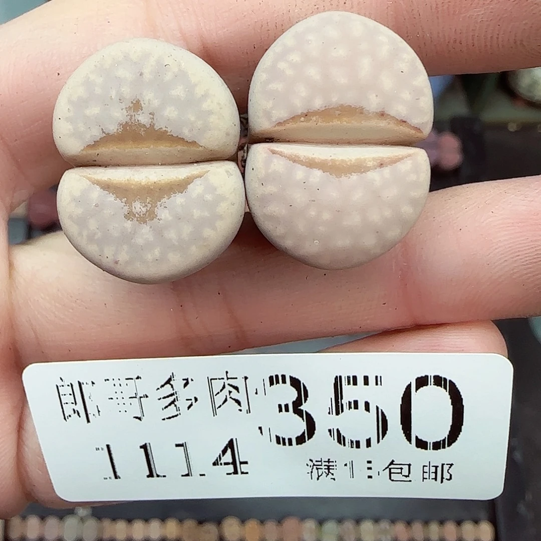 满满18包邮1114-350