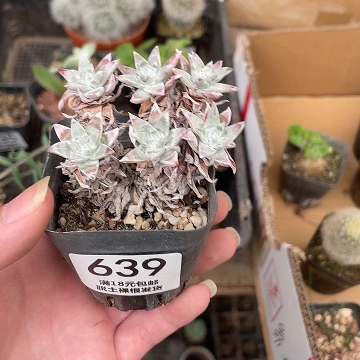 639白菊（满18包邮）