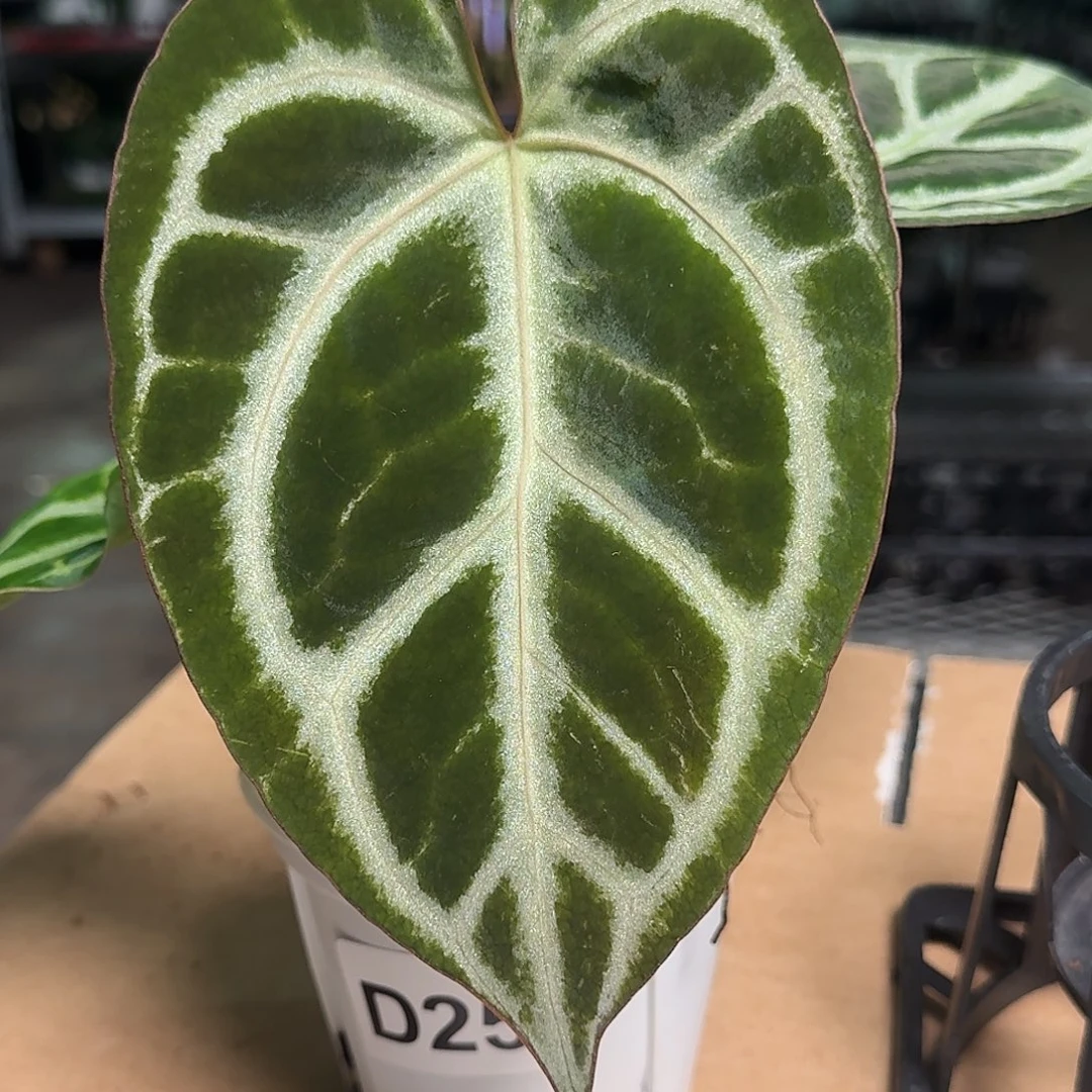 完全开放D25粗脉水晶杂