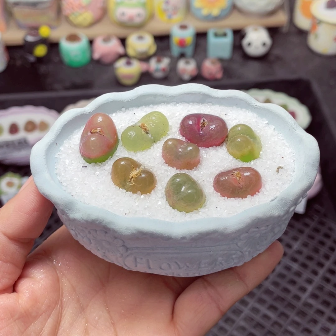 w3150 带盆土发货-零下地区拍保温箱