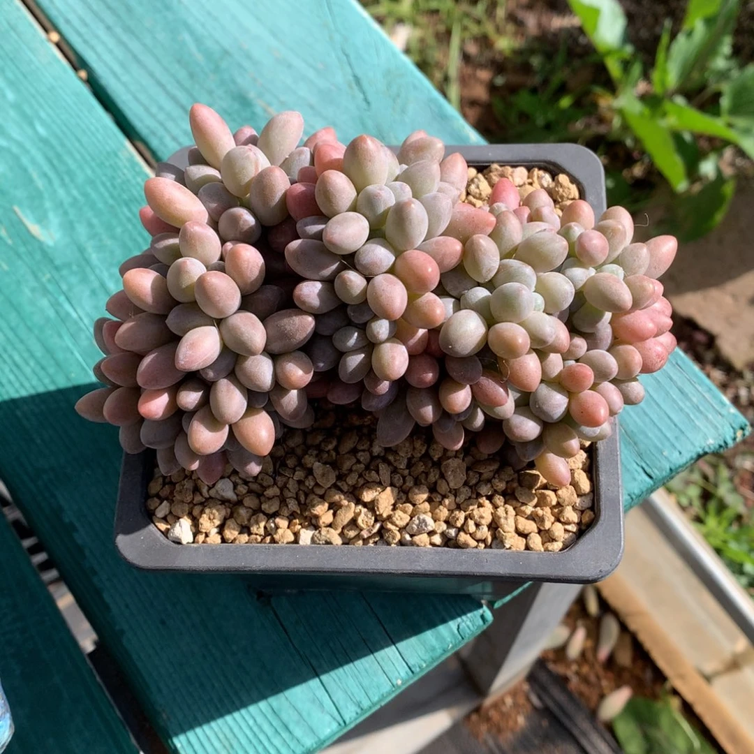 我们家的小仙女们