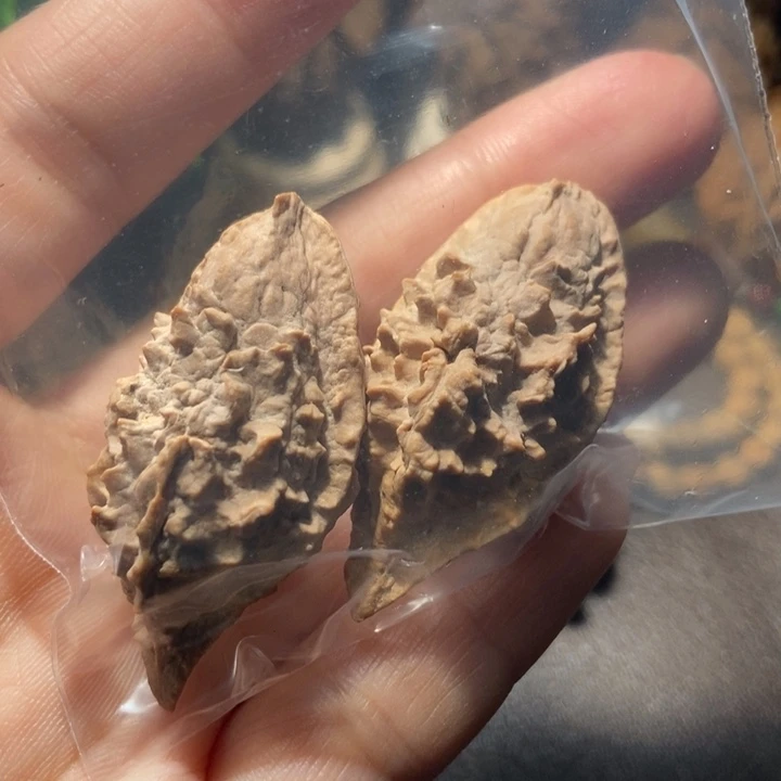 把件文玩核桃?****东北楸子小雪2