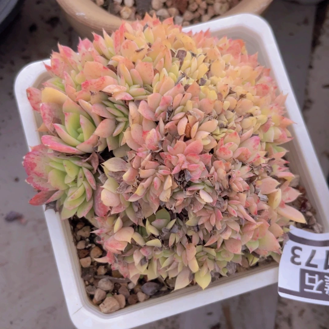 多明戈缀29173多肉植物