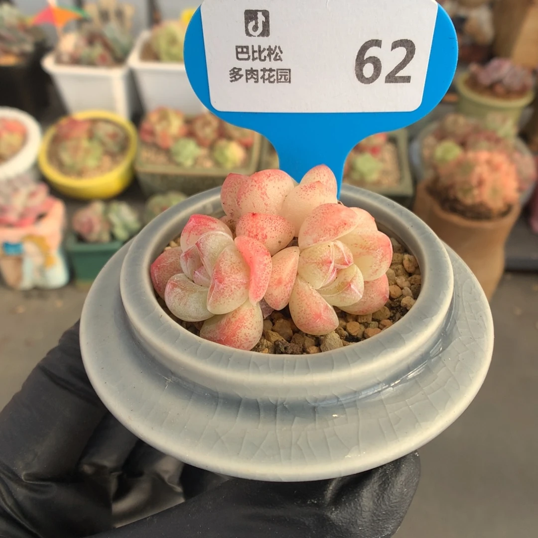62 糖心冰玉多肉多肉