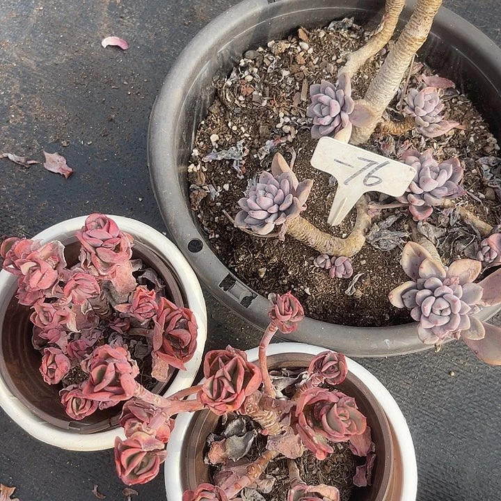 两单包邮，不售后，散76