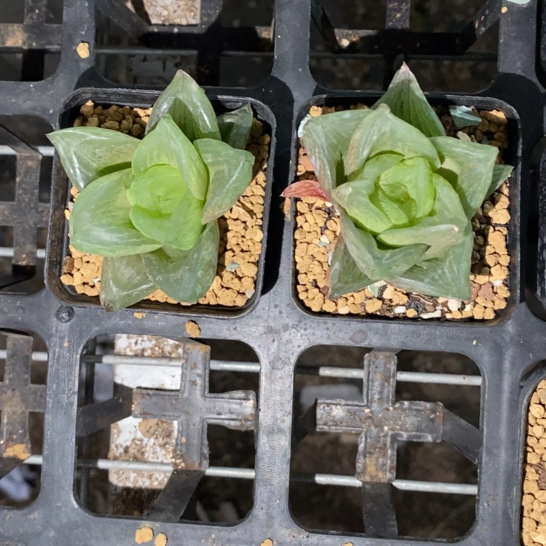 1207 一颗水蜜桃 高货 双12福利