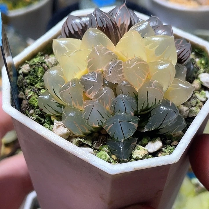 771双头糊斑水中月锦特选福利