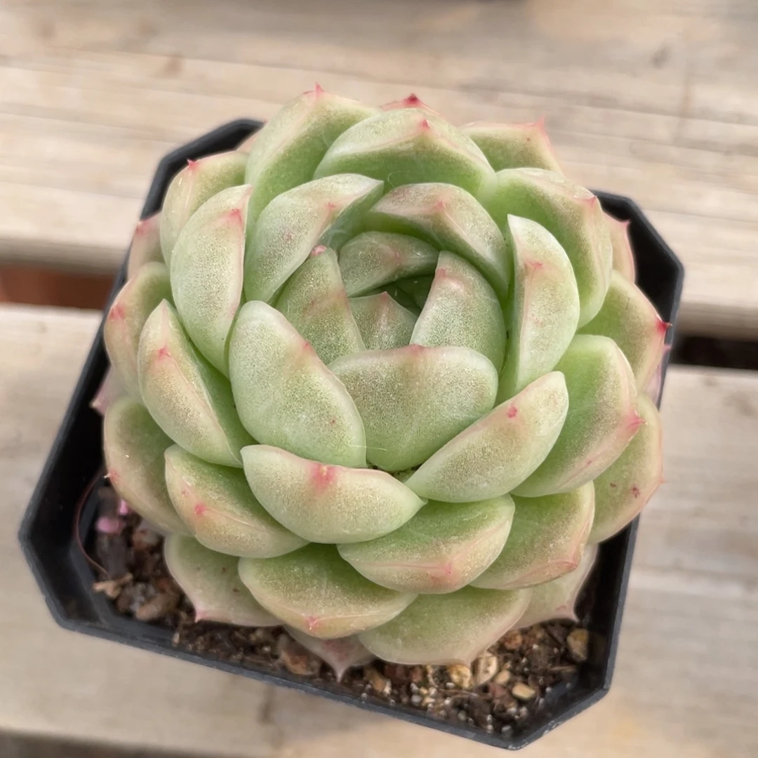 优选麦秆福利1211