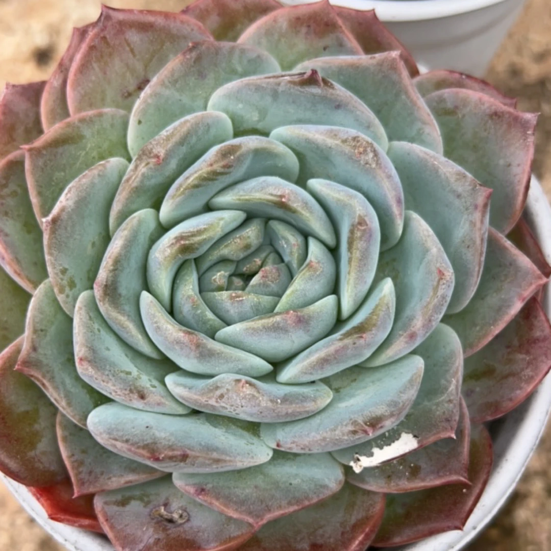 新手好养纯爱多肉植物四个