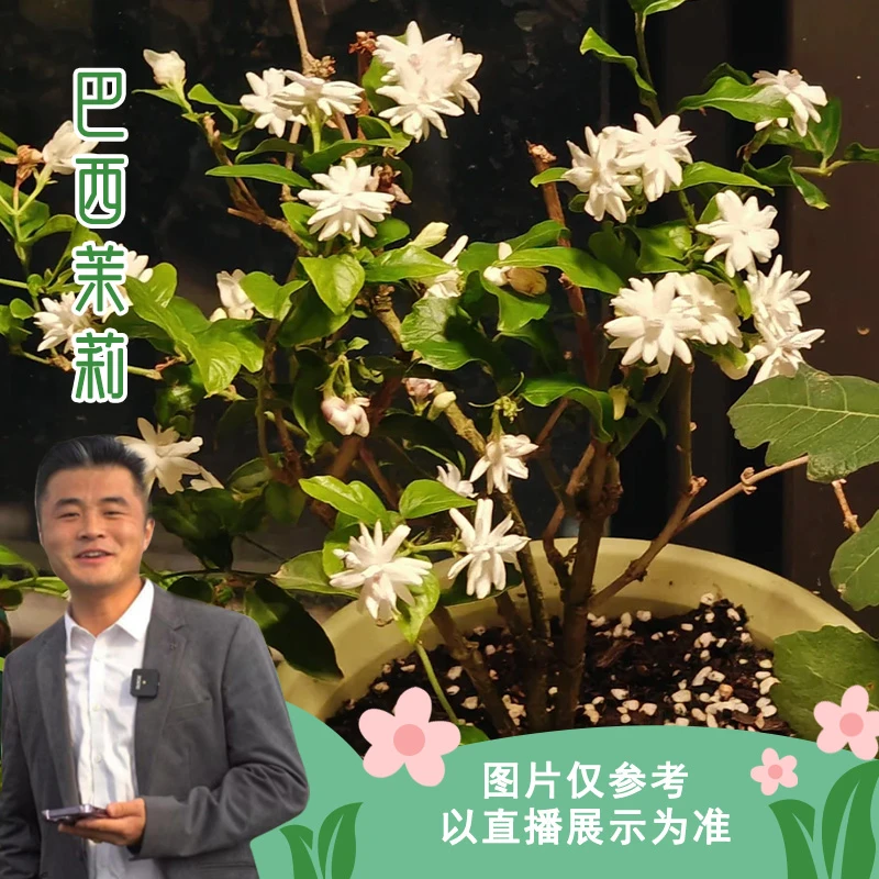 巴西茉莉 重瓣茉莉菊花茉莉开花香喜光喜水木本植物多年生茉莉花