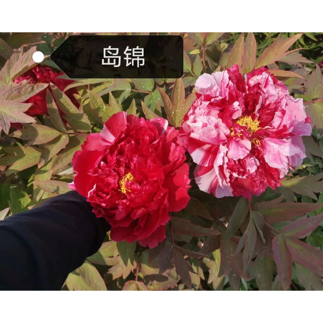 岛锦（褀美牡丹）