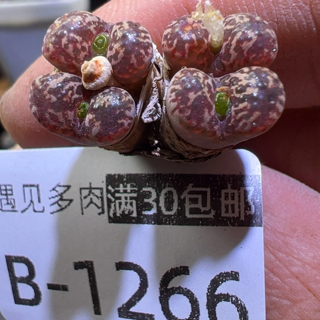多肉植物1111111111111
