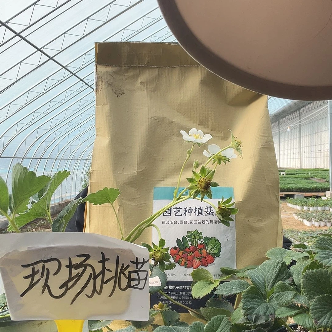 草莓土草莓土草莓土