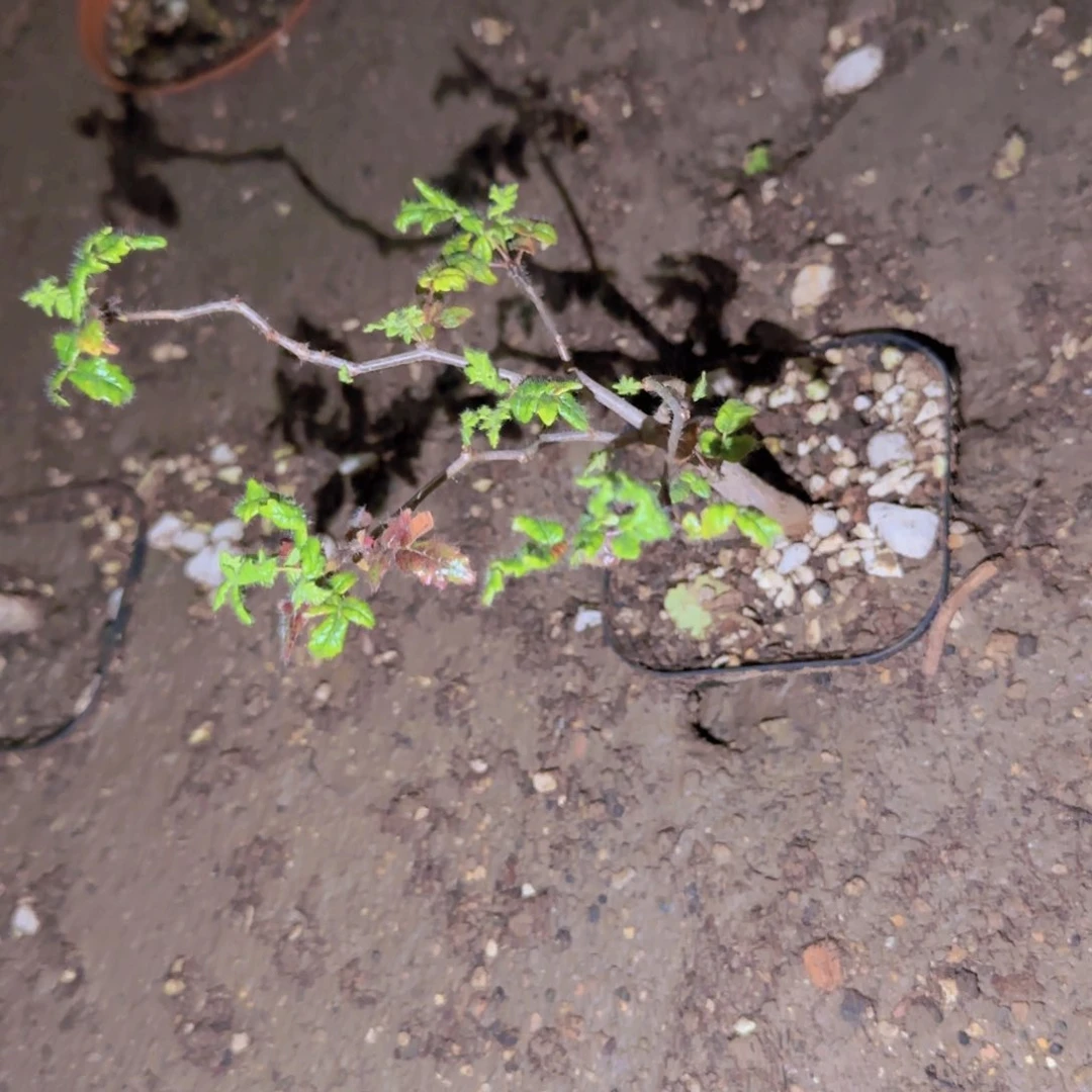 @***块根植物块根植物