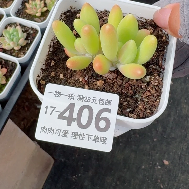 金蝉多肉无盆土发货多肉多