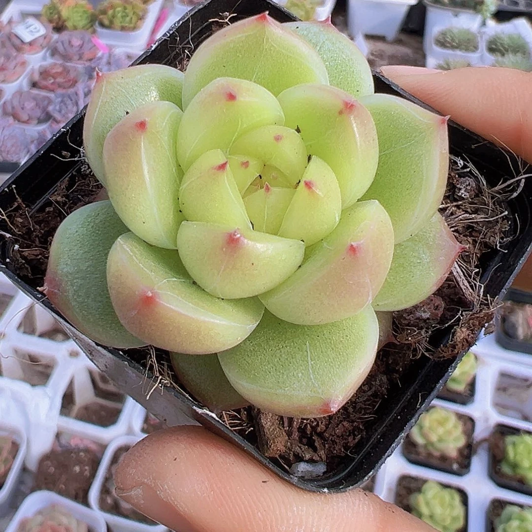 明朗珍妮19包邮多肉植物