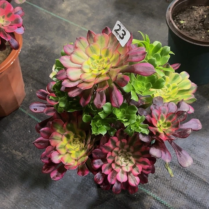 嫁接法师的233333