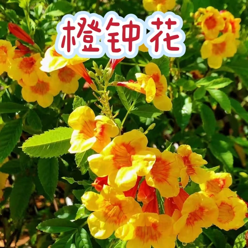 【橙钟花】橙色凌霄灌木耐寒耐热耐地栽