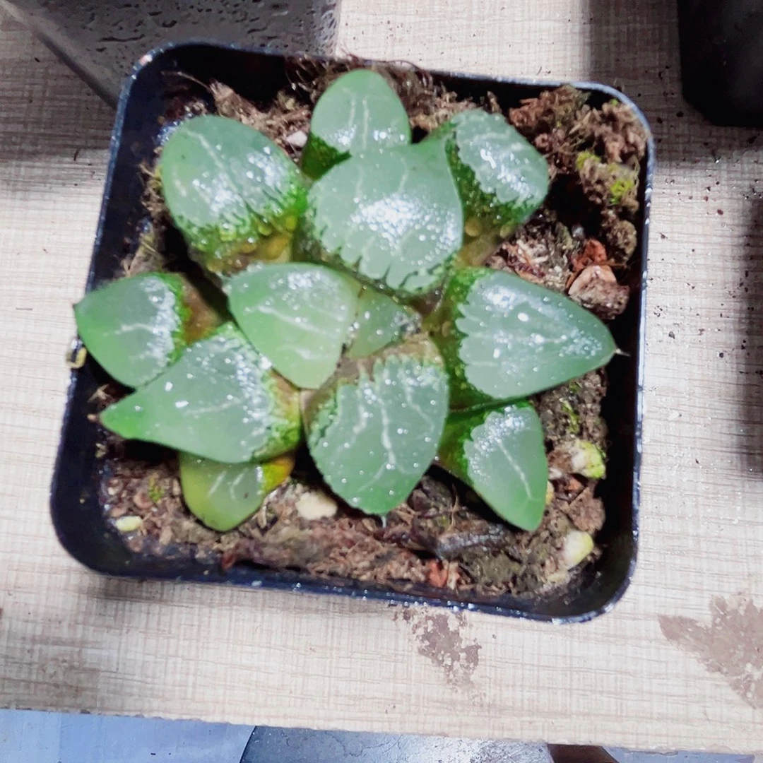 月影寿多肉植物6666