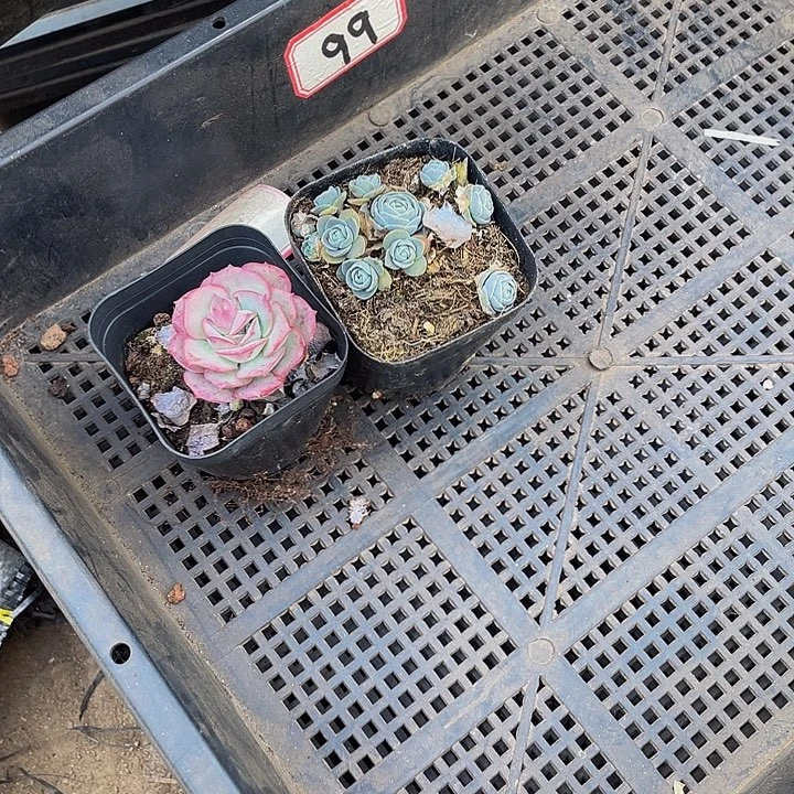 B***s99号筐带盆土发货