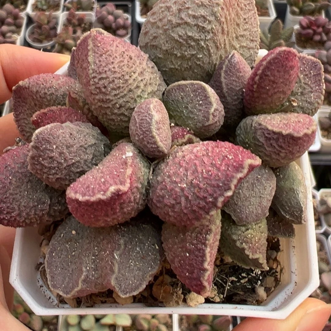 特价满盆哈莫猪肝老桩多肉植物