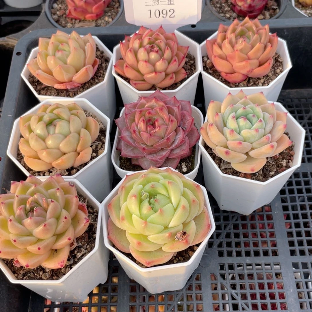 薇薇安园艺多肉1092