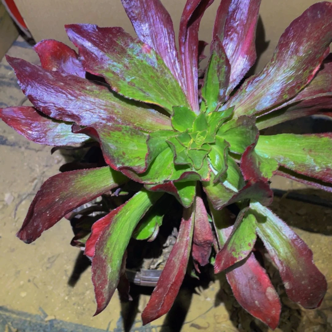 魅影七彩多肉植物470