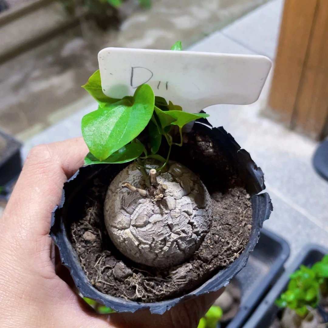 ?***?龟甲龙22222222