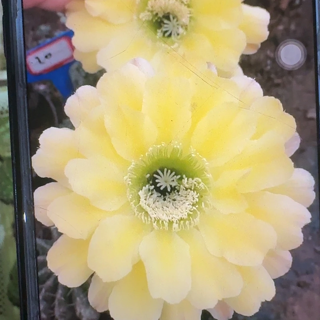 20号彩草歪头5公分