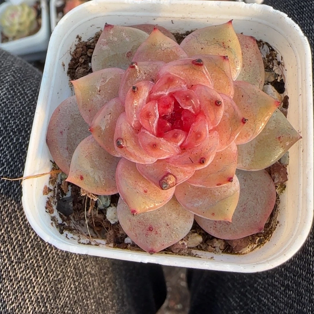 小卡拉米糖心一物一拍