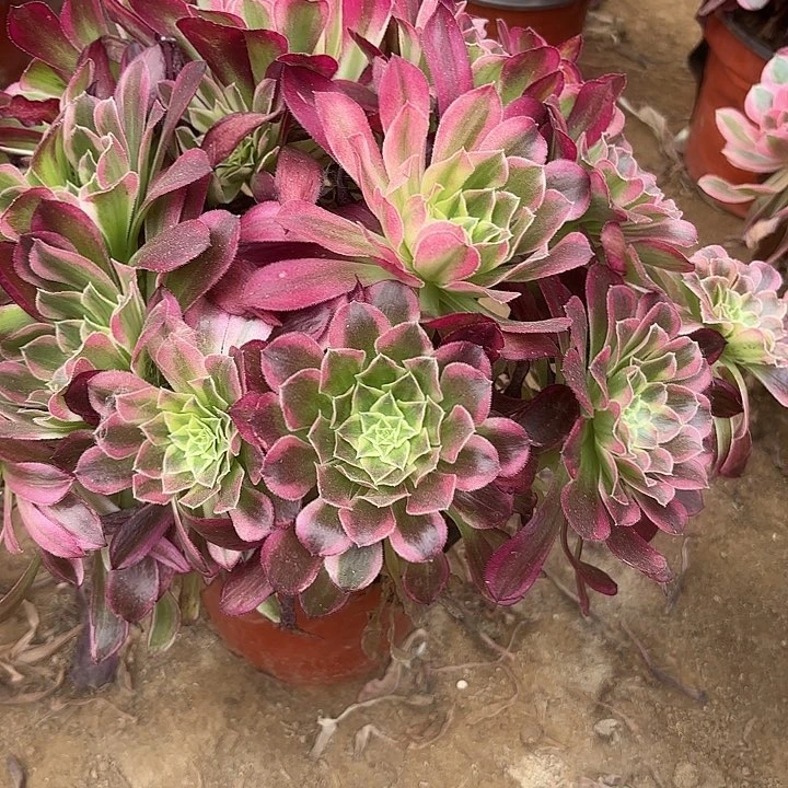 多肉植物法师天合46