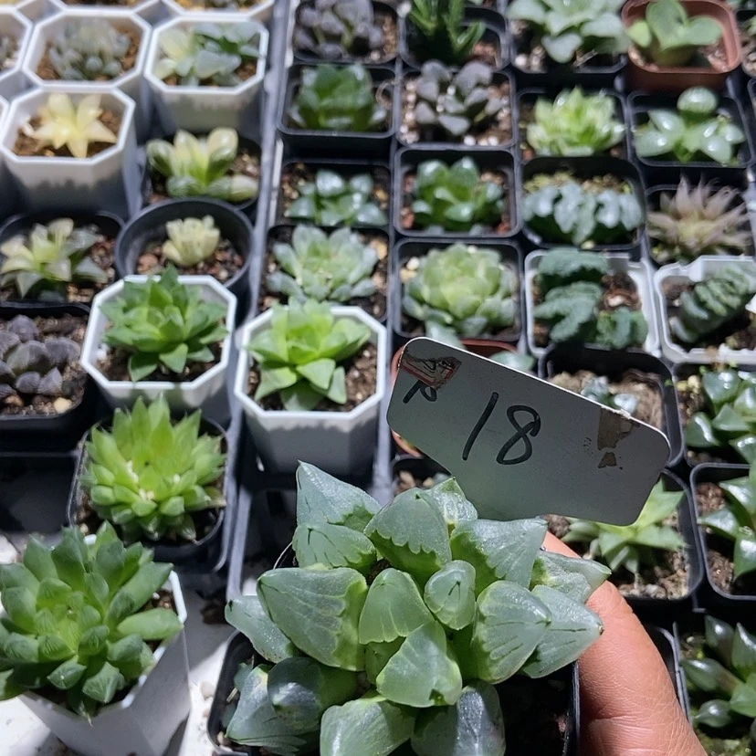 【闪购商品】18冰城