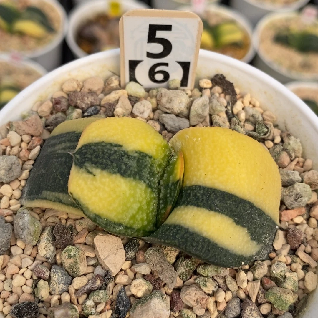 56蜗牛十二卷多肉植物