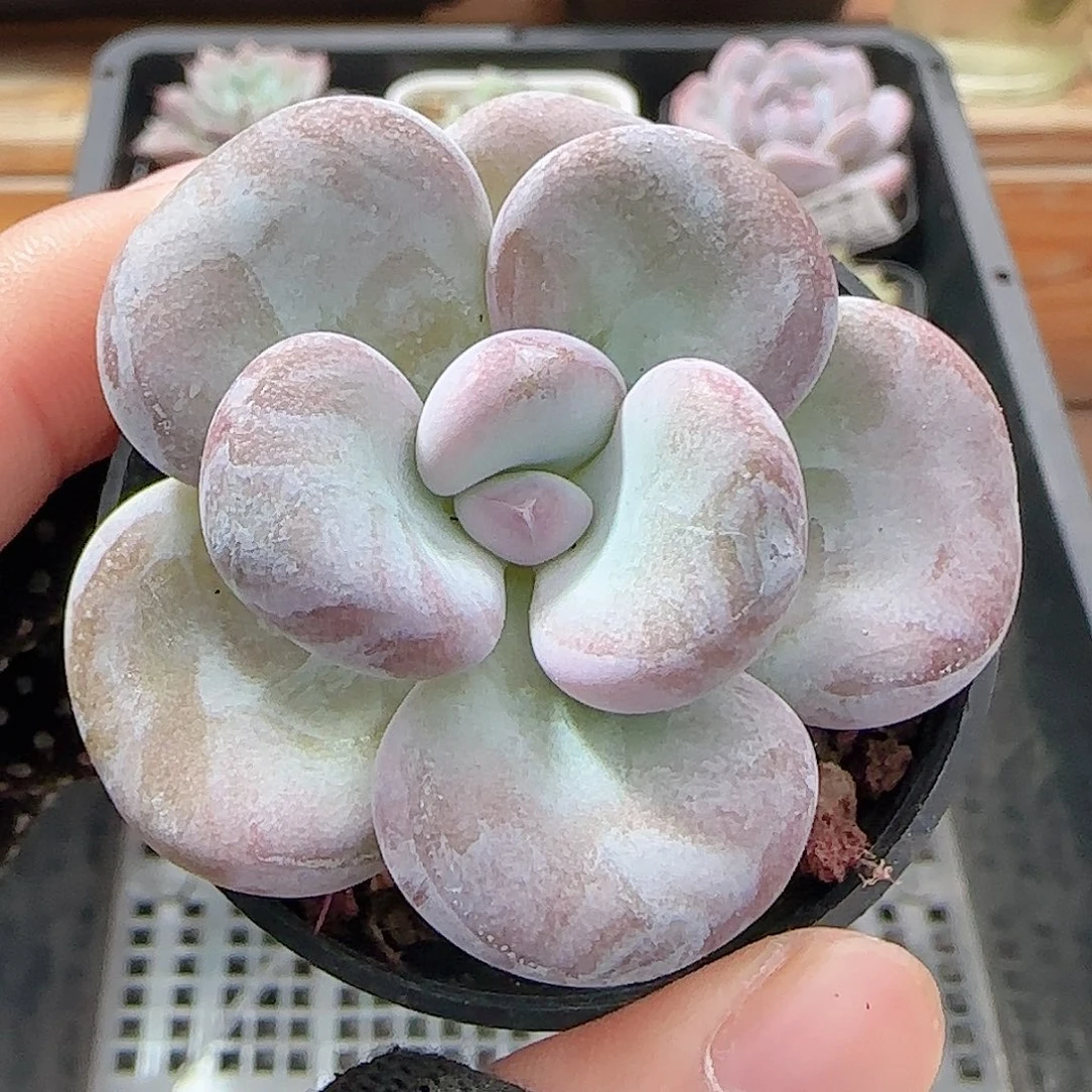 多肉0923--105奶酪系列小老桩