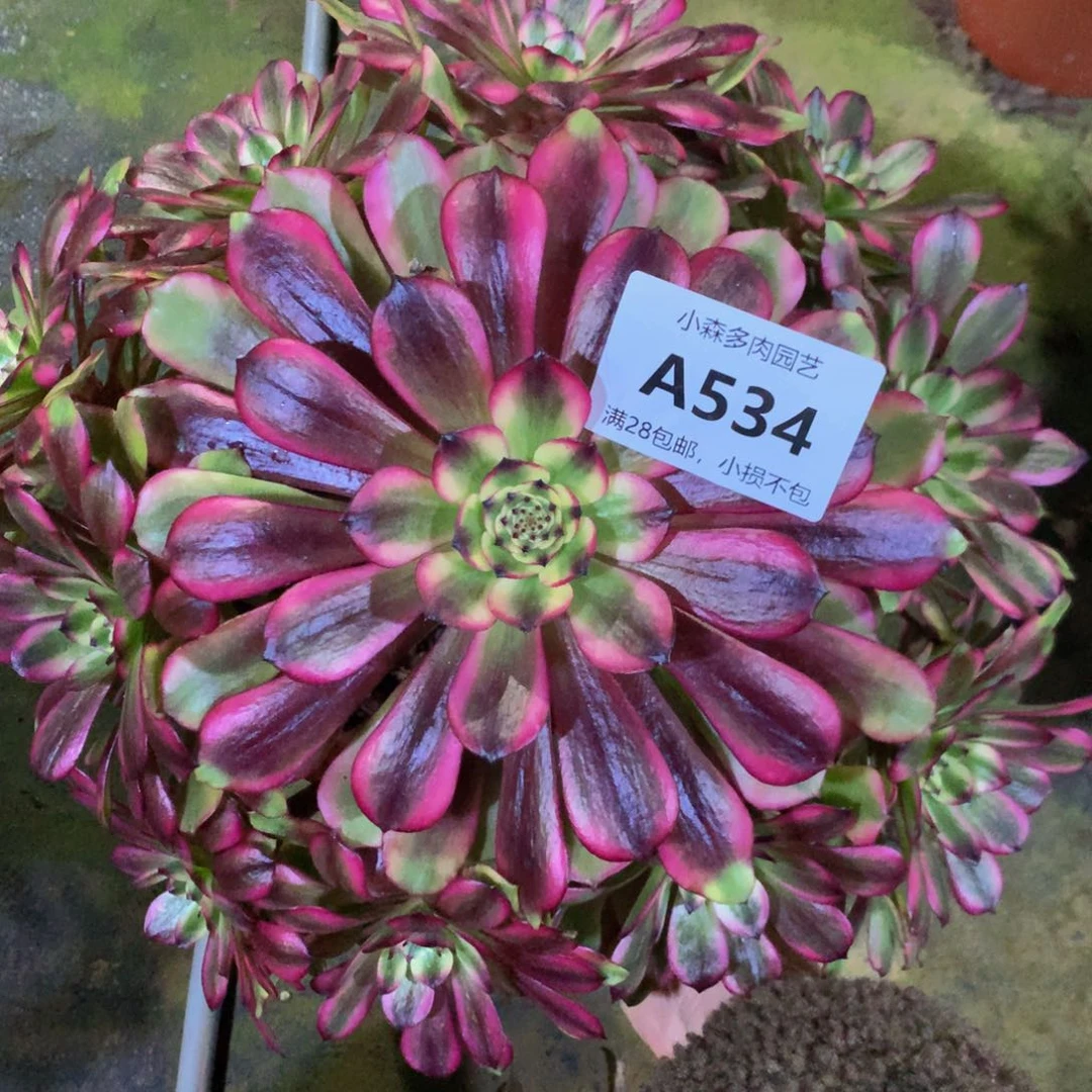 茉*534美肌88888888