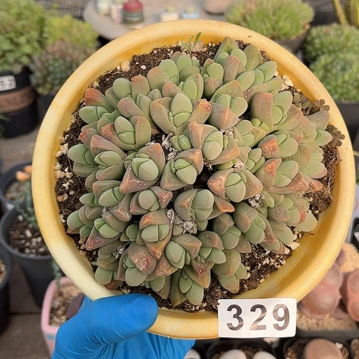 329 秋琴玉老母本 带盆土