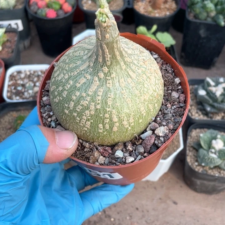 851睡布袋块根植物植物