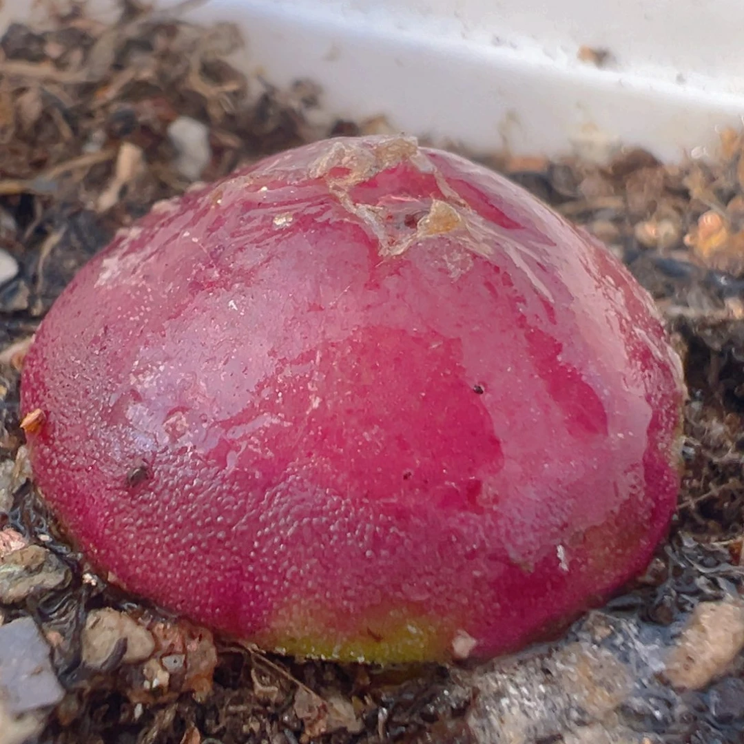 87多肉植物百科知识