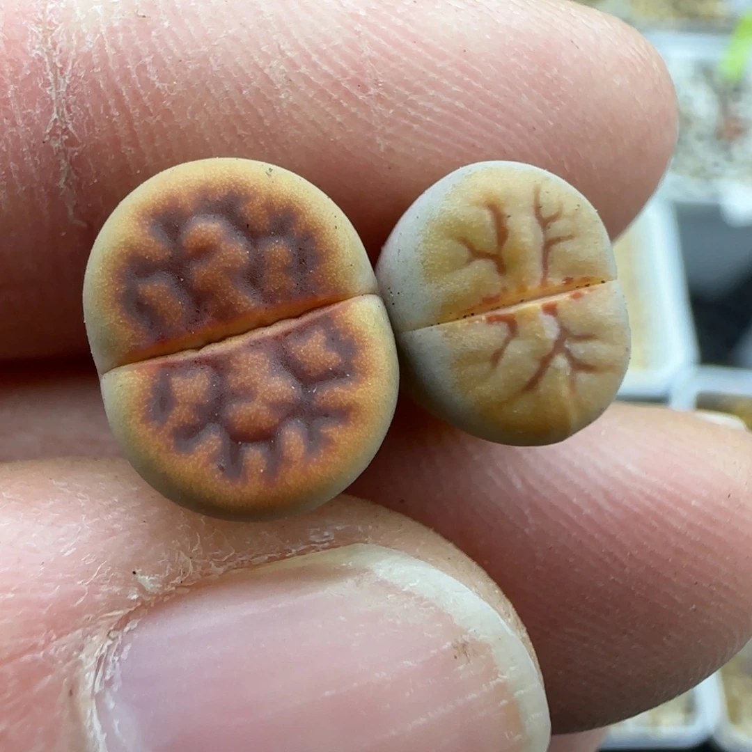 619 小个子清框福利30包邮