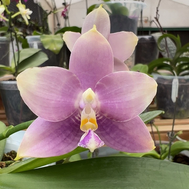 当前无花栽培后可以开花