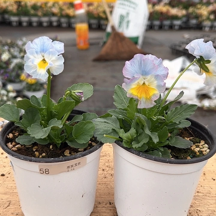 红陶抖音直播闪拍58