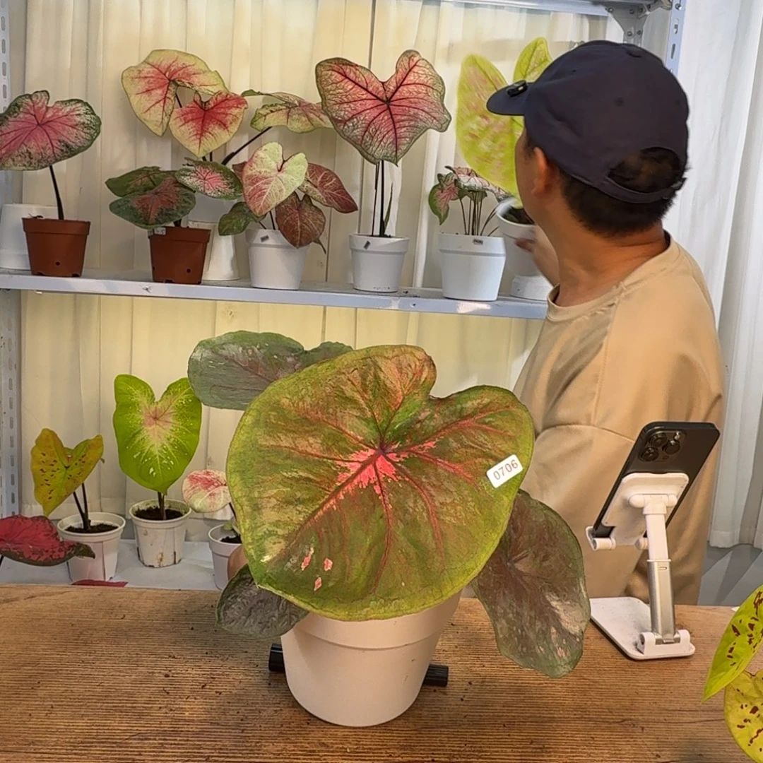 无花朵海王 0706